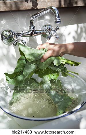Stock Image - Hand washing fresh greens in outdoor sink. Fotosearch
