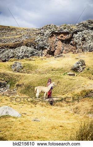 Stock Image - Hispanic girl walking llama in rural landscape. Fotosearch