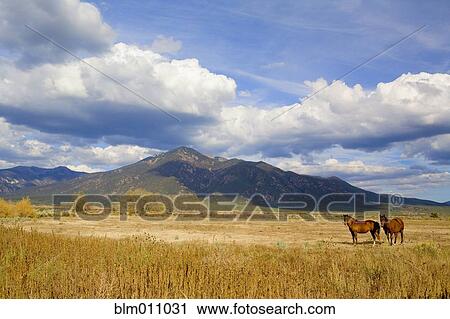 Stock Image - Horses standing in remote field. Fotosearch