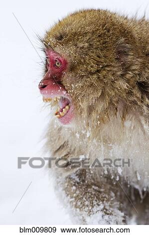 Stock Photo - Japanese macaque screeching in snow. Fotosearch