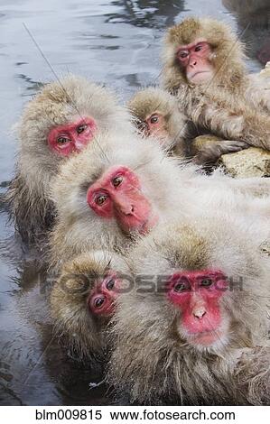 Japanese macaques huddled together in water View Large Photo Image Stock Photography - Japanese macaques huddled together in water. Fotosearch