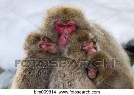 Japanese macaques huddled together View Large Photo Image Picture - Japanese macaques huddled together. Fotosearch
