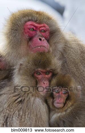 Stock Image - Japanese macaques huddled together. Fotosearch