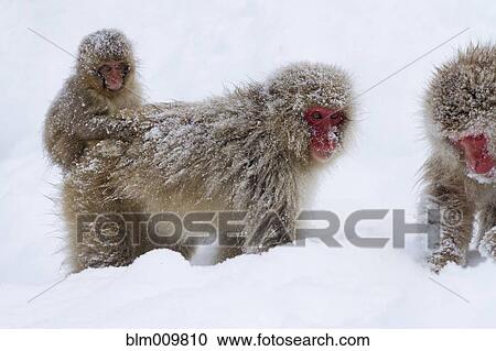 Stock Image - Japanese macaques standing in snow. Fotosearch