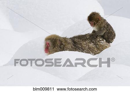 Stock Image - Japanese macaques standing in snow. Fotosearch