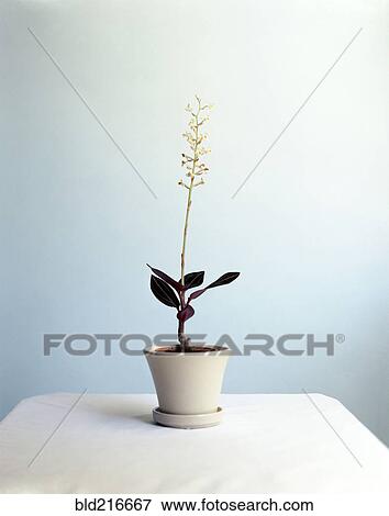 Stock Photo - Jewel orchid growing in flower pot. Fotosearch