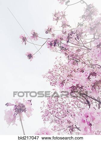 Stock Photo - Low angle view of flowering cherry tree. Fotosearch