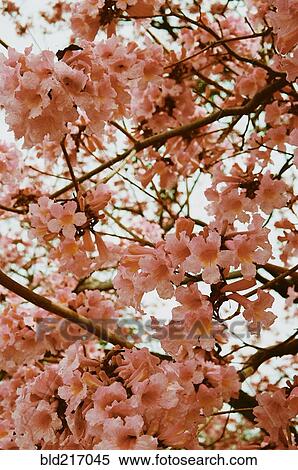 Stock Photography - Low angle view of flowering cherry tree. Fotosearch
