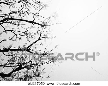 Stock Image - Low angle view of flowering tree branches. Fotosearch