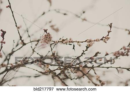 Low angle view of flowering tree branches View Large Photo Image Stock Photo - Low angle view of flowering tree branches. Fotosearch