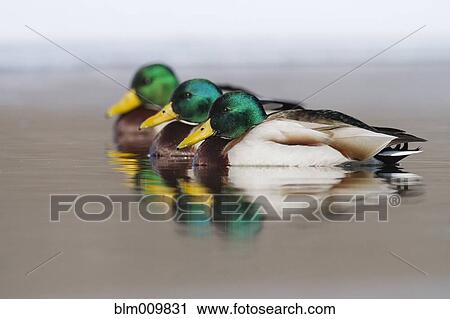 Mallard ducks swimming in lake View Large Photo Image Stock Image - Mallard ducks swimming in lake. Fotosearch