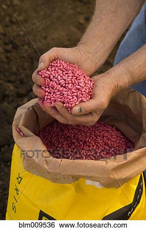 Man lifting beans from sack View Large Photo Image Stock Photograph - Man lifting beans from sack. Fotosearch