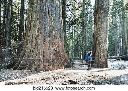 Stock Image - Mixed race boy admiring sequoia tree in forest. Fotosearch