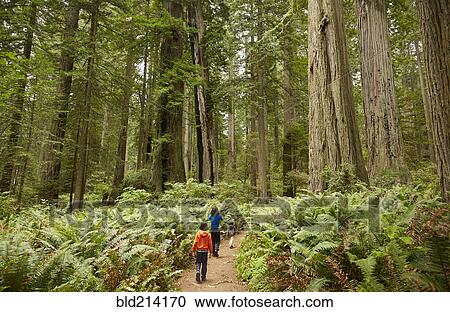 Stock Image - Mixed race children walking in forest. Fotosearch