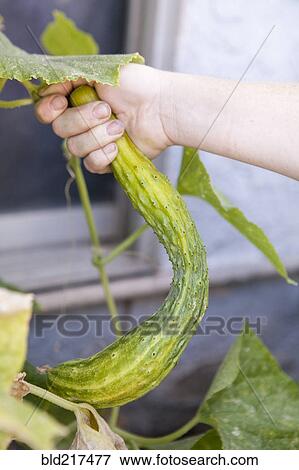 Stock Photo - Mixed race farmer examining cucumber plants in garden. Fotosearch