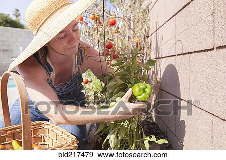 Stock Photo - Mixed race farmer examining plants in garden. Fotosearch