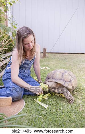 Stock Photography - Mixed race farmer feeding tortoise in garden. Fotosearch