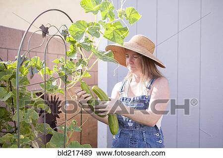 Stock Photo - Mixed race farmer gathering cucumber in garden. Fotosearch