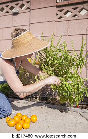 Mixed race farmer gathering tomatoes in garden View Large Photo Image Stock Image - Mixed race farmer gathering tomatoes in garden. Fotosearch