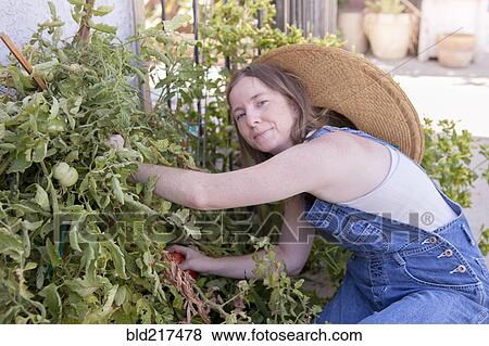 Stock Photo - Mixed race farmer gathering tomatoes in garden. Fotosearch