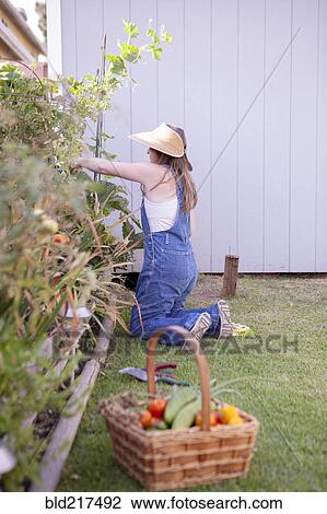 Stock Image - Mixed race farmer gathering vegetables in garden. Fotosearch
