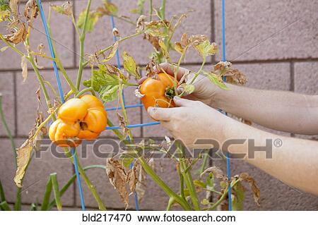 Stock Image - Mixed race farmer picking tomatoes from plant. Fotosearch