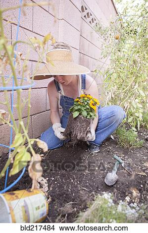 Mixed race farmer planting flowers in garden View Large Photo Image Picture - Mixed race farmer planting flowers in garden. Fotosearch
