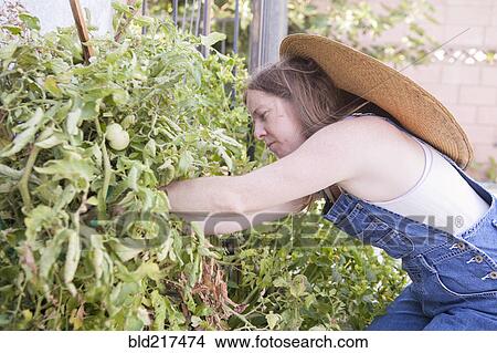 Picture - Mixed race farmer working in garden. Fotosearch
