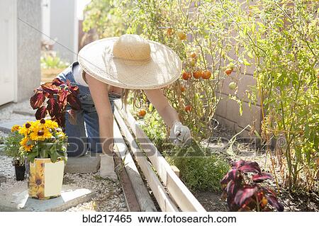 Mixed race farmer working in garden View Large Photo Image Stock Photography - Mixed race farmer working in garden. Fotosearch