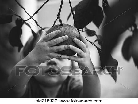 Stock Photo - Mixed race girl picking fruit from tree. Fotosearch
