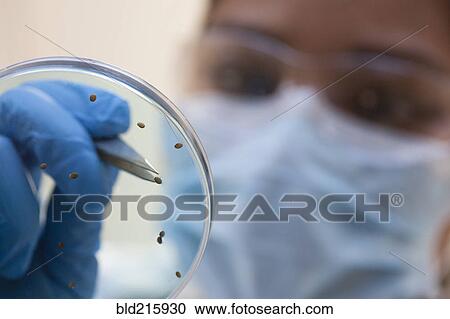 Stock Image - Mixed race scientist examining samples in laboratory. Fotosearch