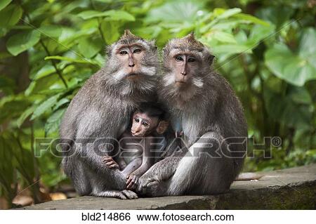 Monkeys sitting on stone banister View Large Photo Image Stock Photograph - Monkeys sitting on stone banister. Fotosearch