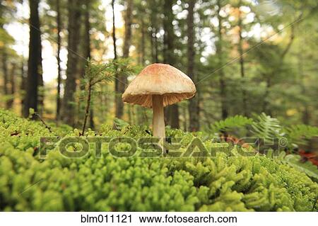 Stock Image - Mushroom growing in forest moss. Fotosearch