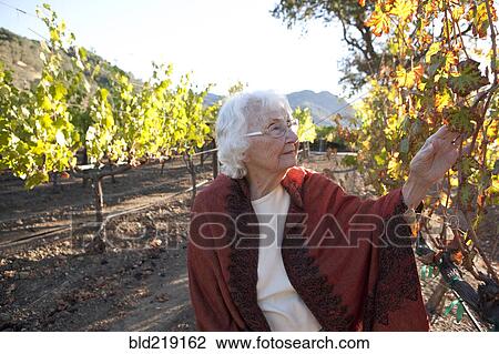 Stock Image - Older Caucasian woman examining vines in vineyard. Fotosearch