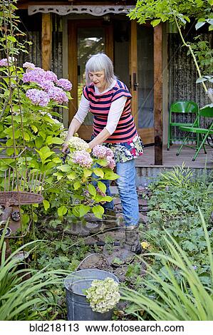 Older Caucasian woman gardening in backyard View Large Photo Image Stock Image - Older Caucasian woman gardening in backyard. Fotosearch