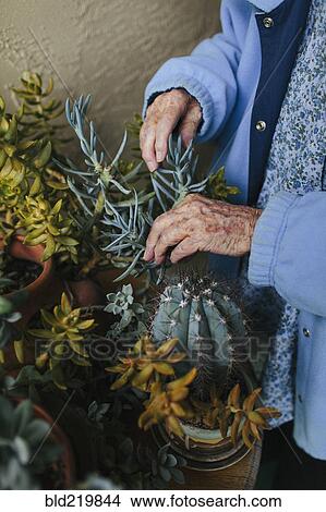 Picture - Older mixed race woman caring for potted plants. Fotosearch