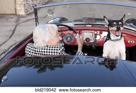 Older woman driving convertible with dog View Large Photo Image Stock Image - Older woman driving convertible with dog. Fotosearch