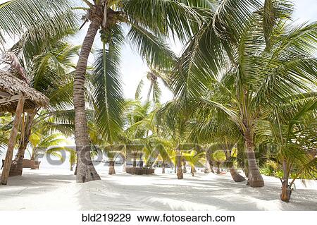 Palm trees growing on beach View Large Photo Image Stock Photo - Palm trees growing on beach. Fotosearch