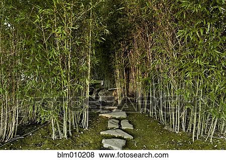 Stock Photo - Path leading into bamboo grove. Fotosearch