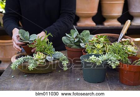 Person putting plants into pot View Large Photo Image Stock Image - Person putting plants into pot. Fotosearch
