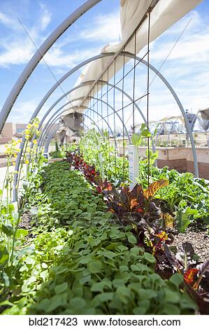 Stock Image - Plants growing in garden beds. Fotosearch