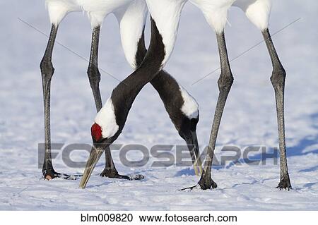 Red crowned cranes grazing in snow View Large Photo Image Stock Image - Red crowned cranes grazing in snow. Fotosearch