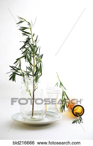 Rosemary sprigs in jars View Large Photo Image Stock Photograph - Rosemary sprigs in jars. Fotosearch