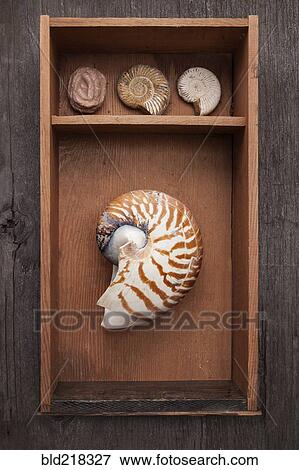 Seashells in display shelf View Large Photo Image Stock Photo - Seashells in display shelf. Fotosearch