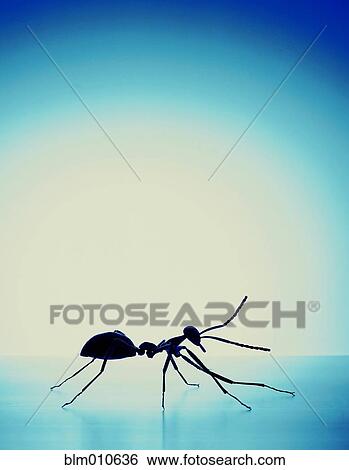 Silhouette of ant View Large Photo Image Stock Photograph - Silhouette of ant. Fotosearch