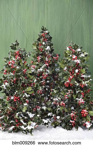 Snow on holly bushes View Large Photo Image Stock Photograph - Snow on holly bushes. Fotosearch