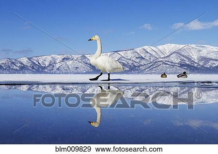 Swan on ice of Lake Kussharo View Large Photo Image Stock Photo - Swan on ice of Lake Kussharo. Fotosearch
