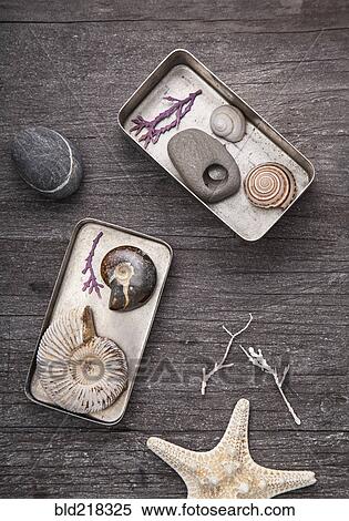 Tins of collected seashells and pebbles View Large Photo Image Stock Photography - Tins of collected seashells and pebbles. Fotosearch