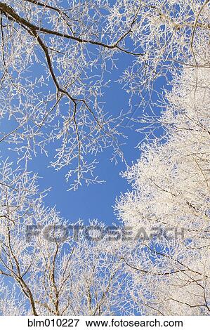 Tree branches covered with hoar frost View Large Photo Image Stock Photo - Tree branches covered with hoar frost. Fotosearch