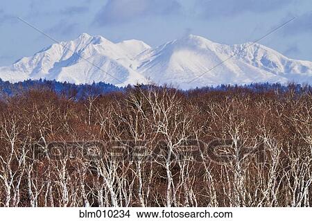 Picture - Trees in front of snow covered Mount Shari. Fotosearch